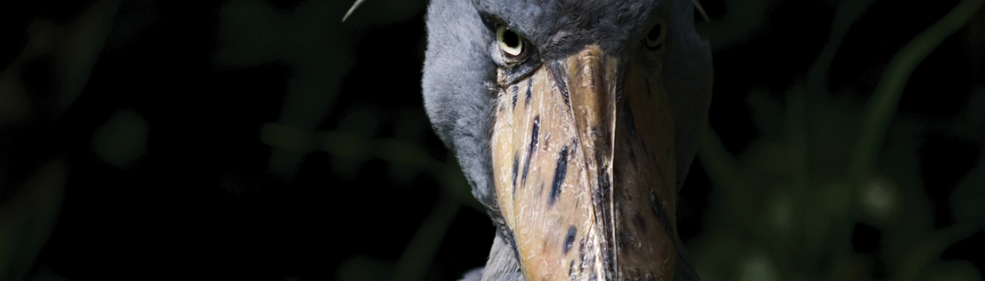 Profile banner image for Burden