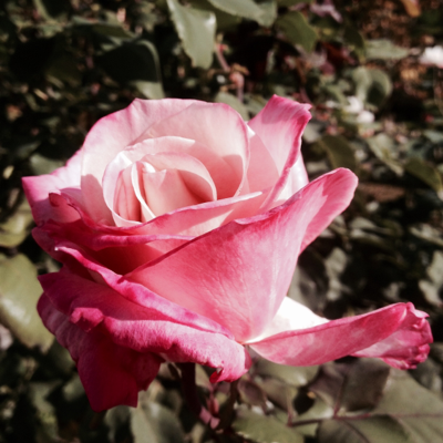 Profile avatar image for MRose