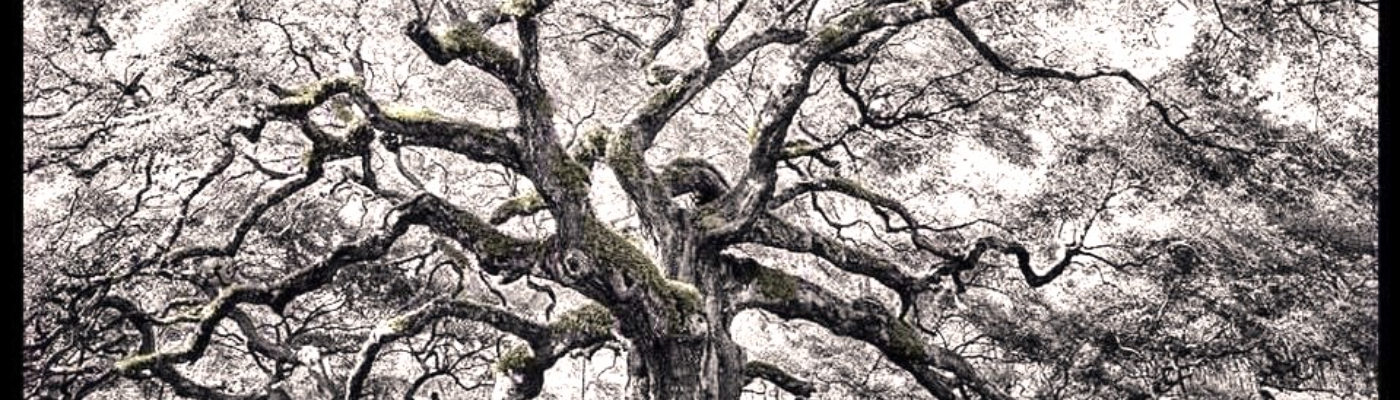 Profile banner image for CynthiaCalder