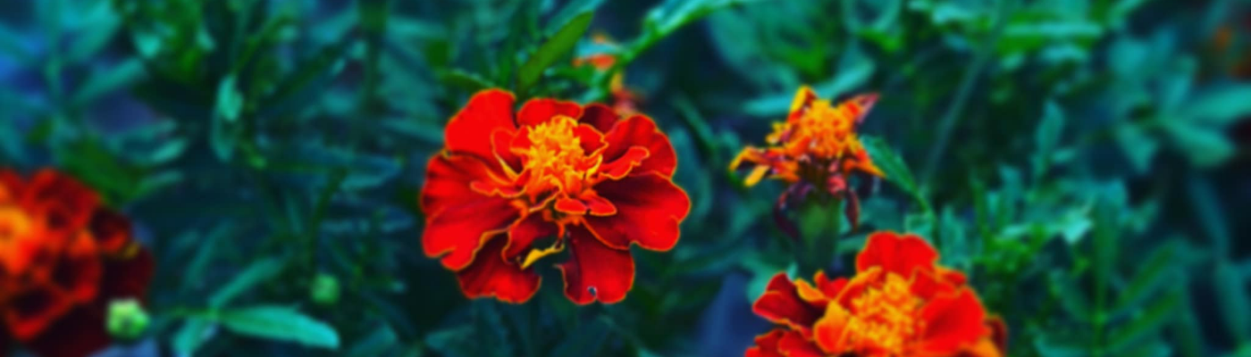 Profile banner image for katecruz3