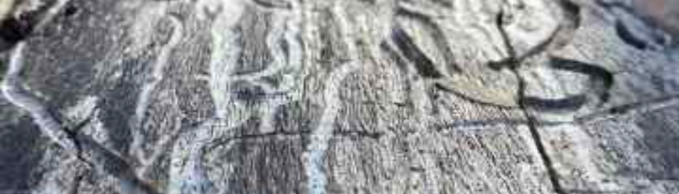 Profile banner image for RorytheRose