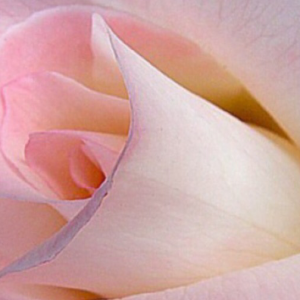 Profile avatar image for JCVincent