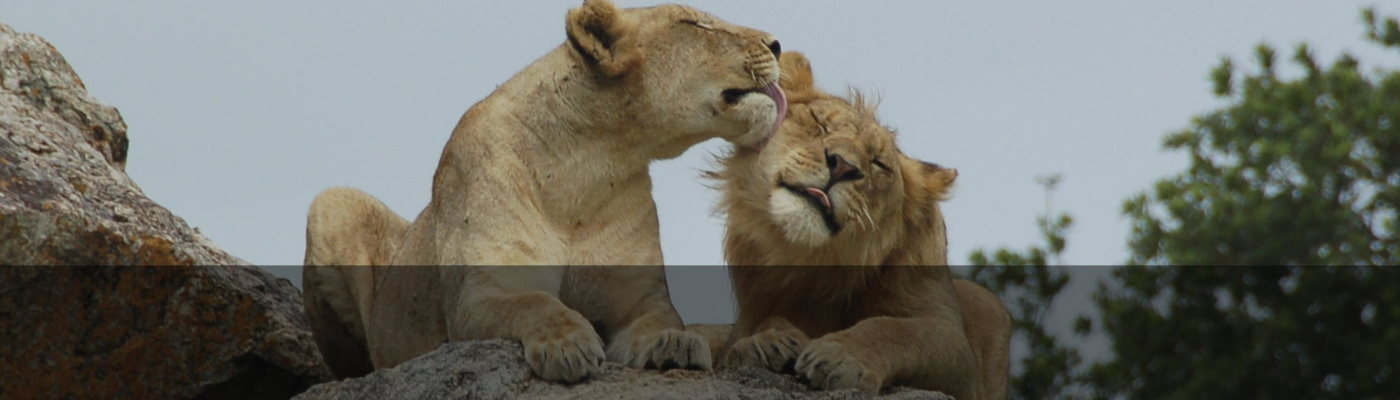 Profile banner image for BettyReed