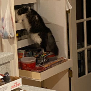 Profile avatar image for LexCat