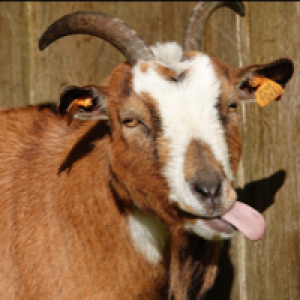 Profile avatar image for aceofspades90