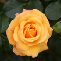 Profile avatar image for TheFoxyGiraffe