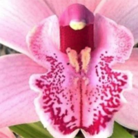 Profile avatar image for 19syllables