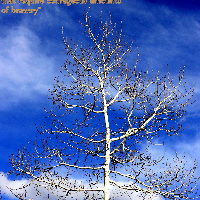 Profile avatar image for azpoet