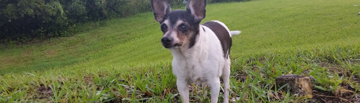 Profile banner image for Deane