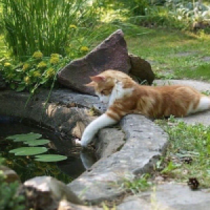 Profile avatar image for Cynthus