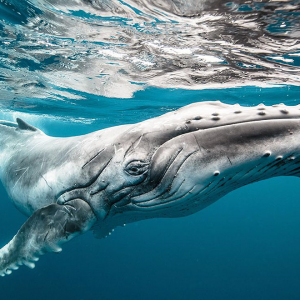 Profile avatar image for SoldatConfirm