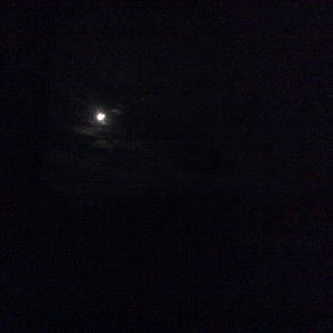 Profile avatar image for Blume