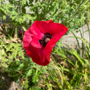 Profile avatar image for elstarr