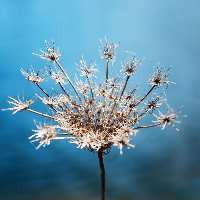 Profile avatar image for StarfishGirl