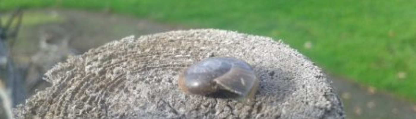 Profile banner image for Trebby