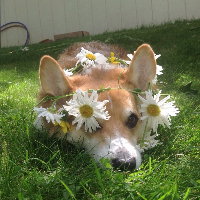 Profile avatar image for littlecowki