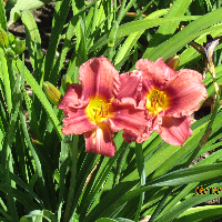 Profile avatar image for RCMitchell