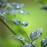 Profile avatar image for Caulerpa