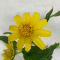 Profile avatar image for ArtieCJ