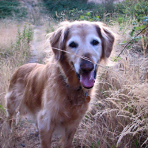 Profile avatar image for Tragic_loner