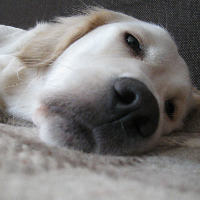 Profile avatar image for Rustdow