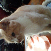 Profile avatar image for Cronando