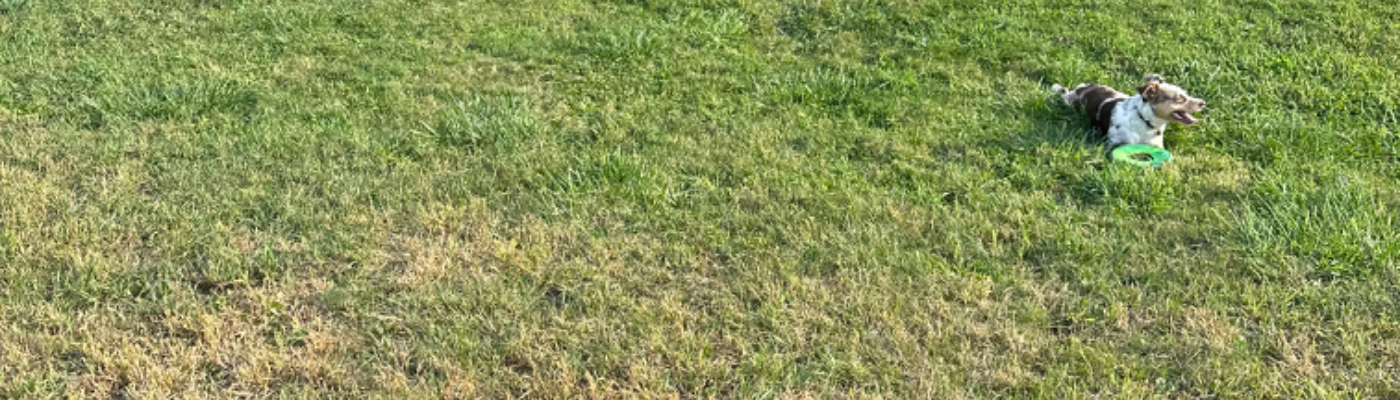 Profile banner image for lotusf33t