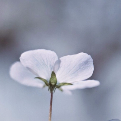 Profile avatar image for musehunt