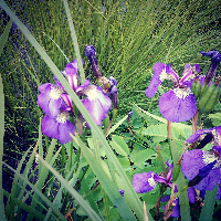 Profile avatar image for nyteaule