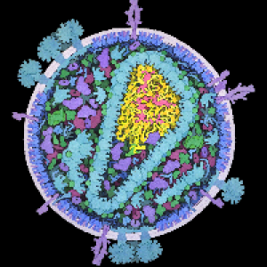 Profile avatar image for Dorsa