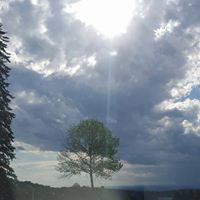 Profile avatar image for Tree52