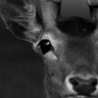 Profile avatar image for Fire_Folk