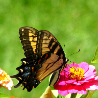 Profile avatar image for LeniRenniks