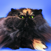 Profile avatar image for turnip