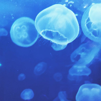 Profile avatar image for inkedacrylic