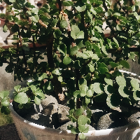 Profile avatar image for Mrcrux