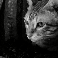 Profile avatar image for vaganbond