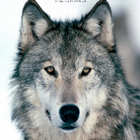 Profile avatar image for Demonicangel90