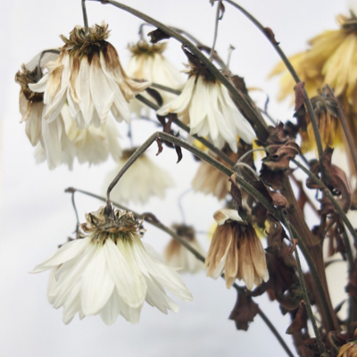 Profile avatar image for wilting_flowers