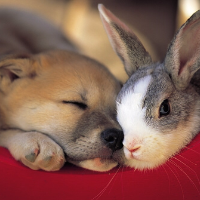 Profile avatar image for SunnyBunny3