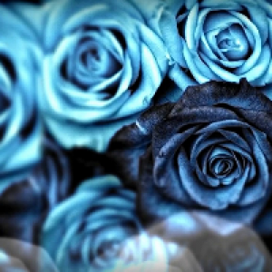 Profile avatar image for rosesareoceanic