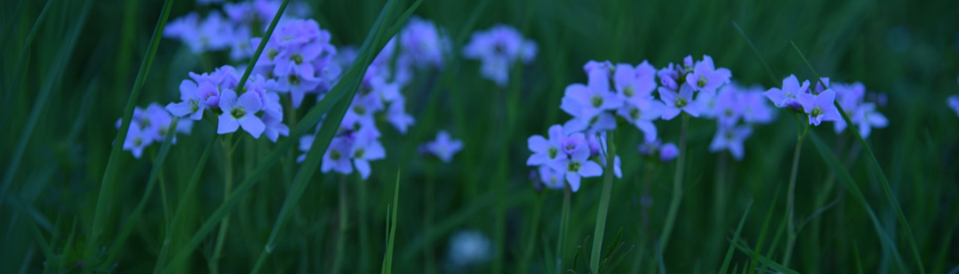 Profile banner image for desiderium