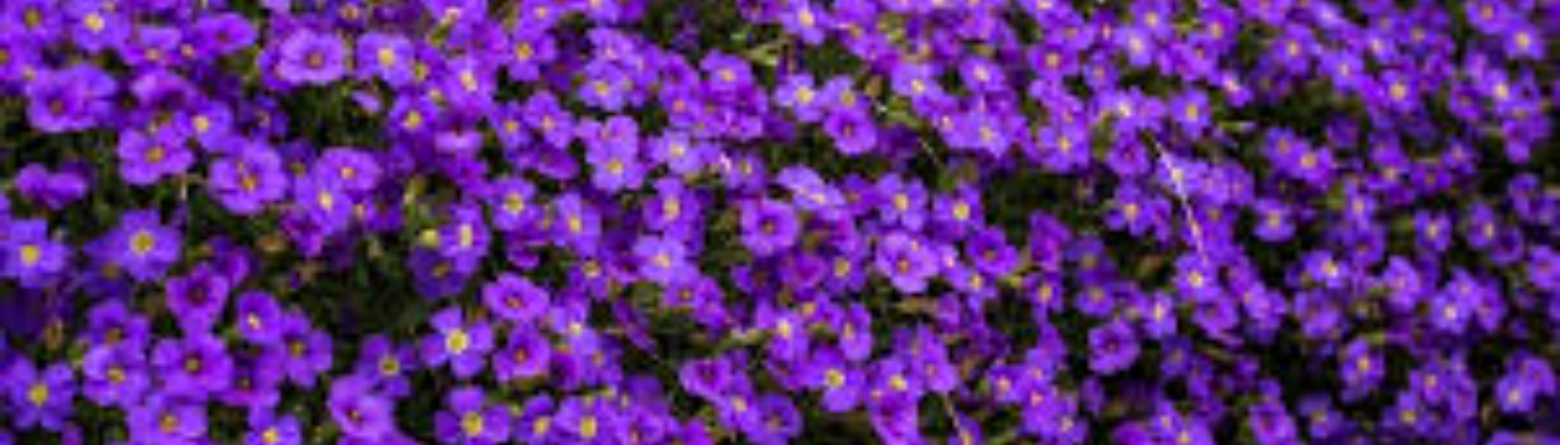 Profile banner image for EmmaMith