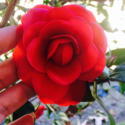 Profile avatar image for Monibeloved