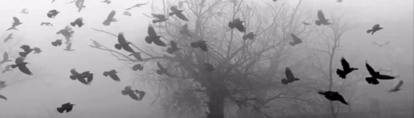 Profile banner image for zikeda