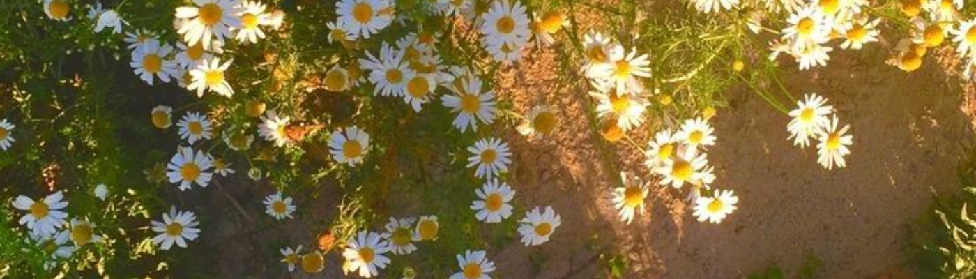 Profile banner image for Rayniverse