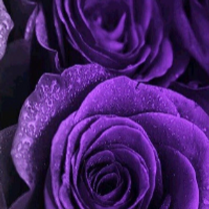 Profile avatar image for Stelaire