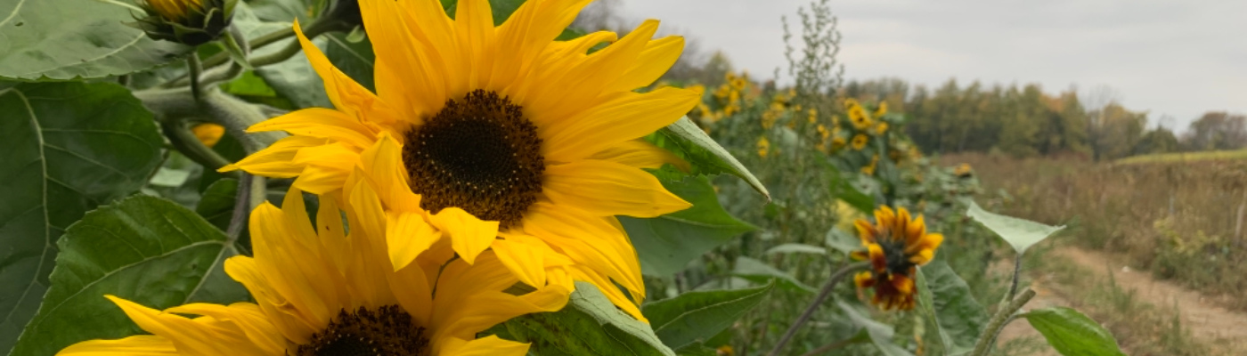 Profile banner image for Taztok