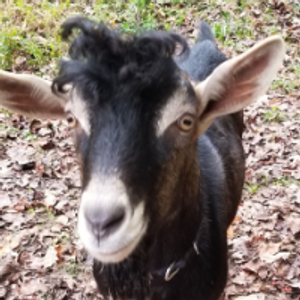 Profile avatar image for Anonymous_Goat