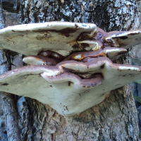 Profile avatar image for IdeA